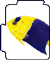Bicolor Anglefish