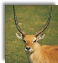 Lechwean Antelope