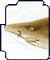 Sandtiger Shark