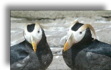 Tufted Penguins